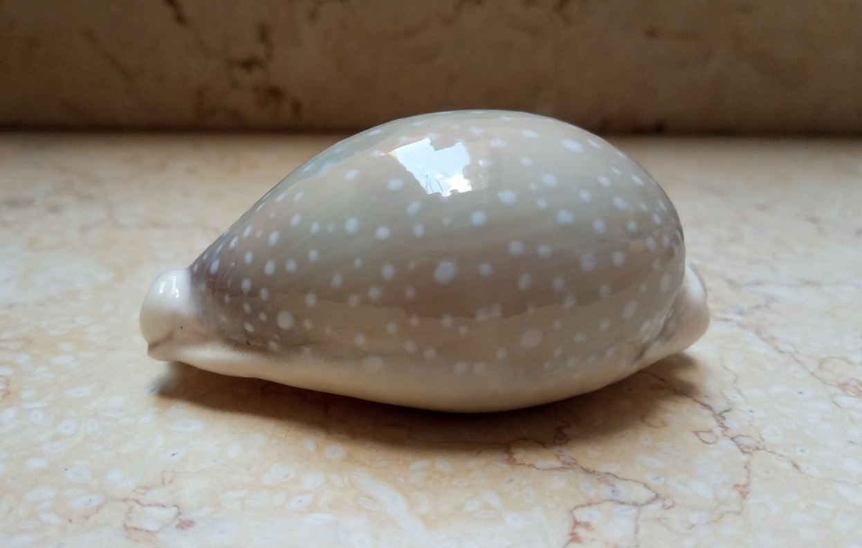 F Cypraea camelopardalis RARE HUGE SIZE WOW red Sea Shell Cypraeida F++++ 85mm