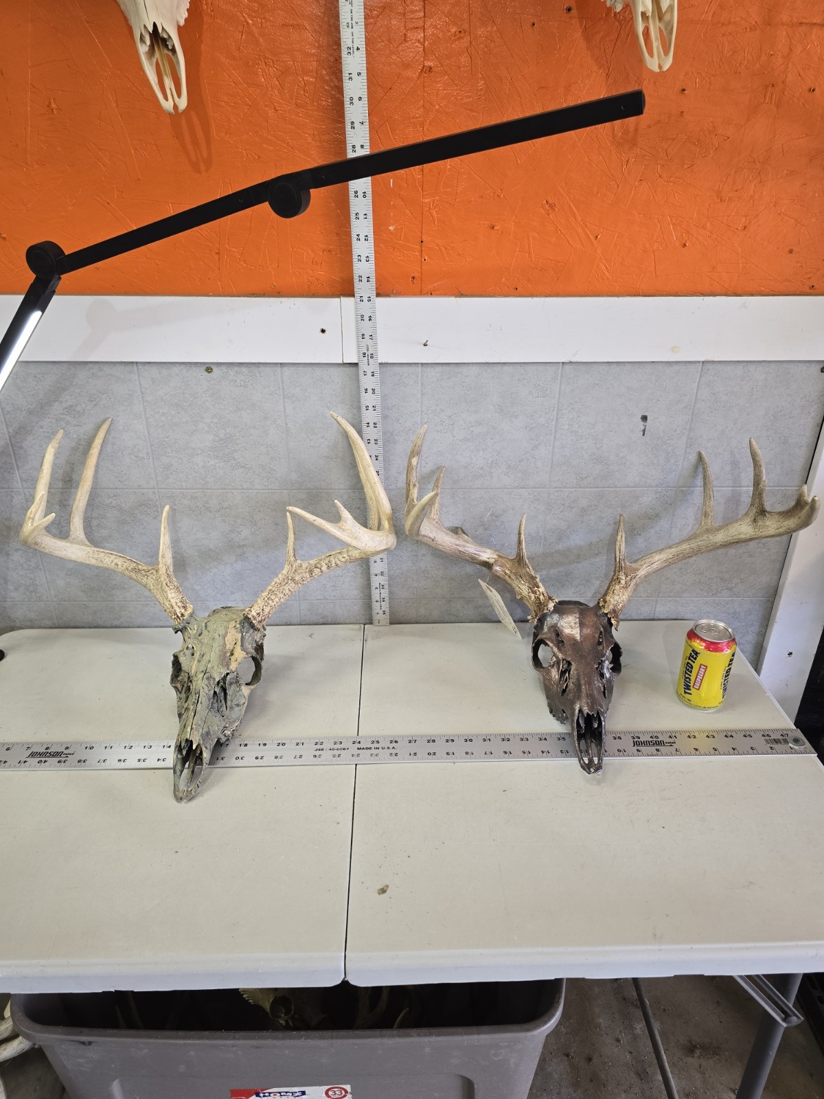 2 Pack 2 Whitetail Deer Skulls European Decor Man Cave Taxidermy Buck Antlers