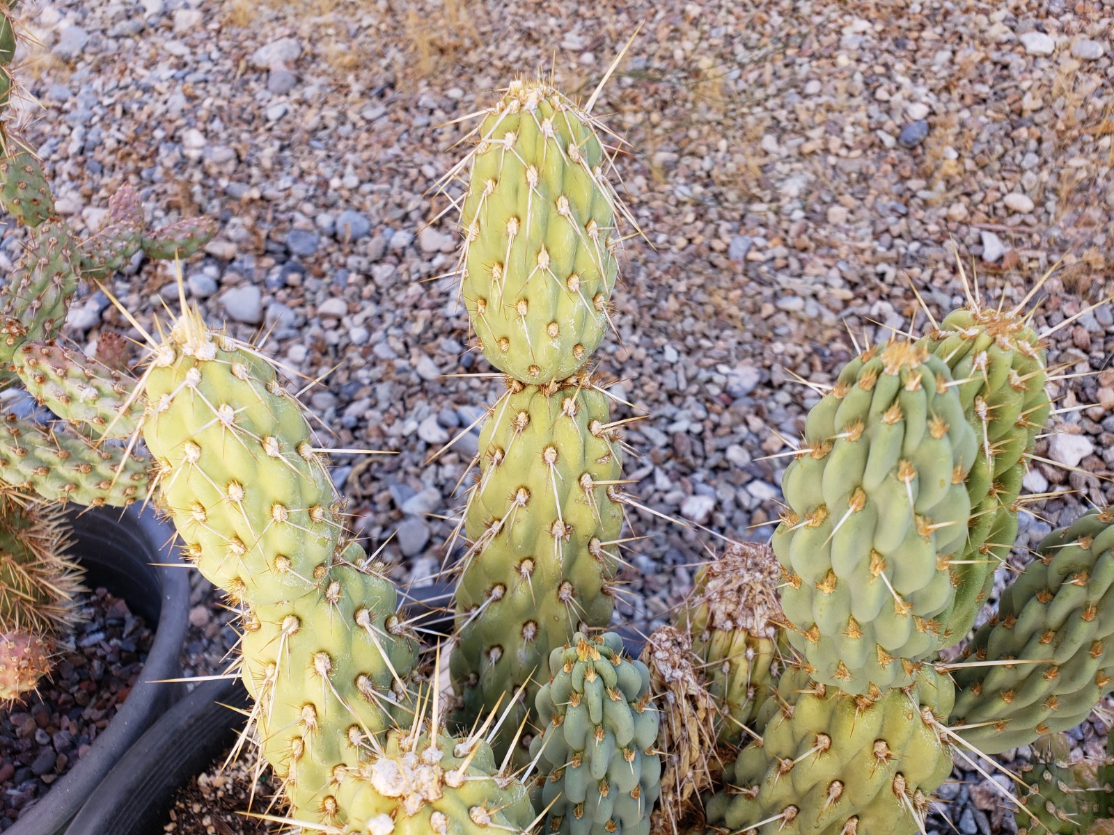 *BLUE OPUNTIA* Miqueliopuntia miquelii Pricky Pear Cactus *3-inch Cutting*