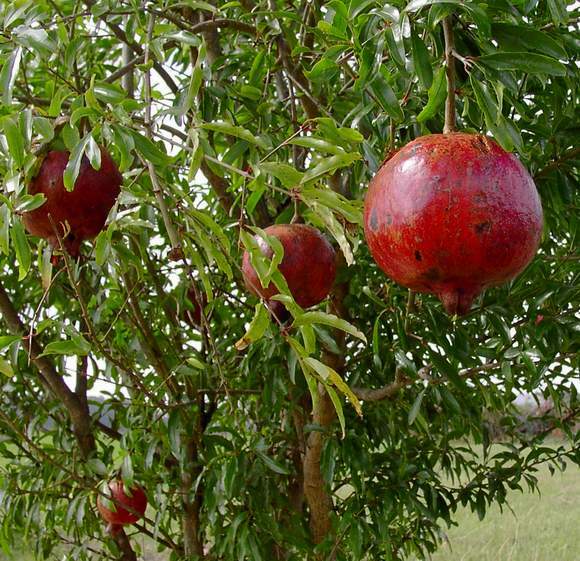 Pomegranate - \'Wonderful\' - Punica granatum - Actively Growing Live Plant