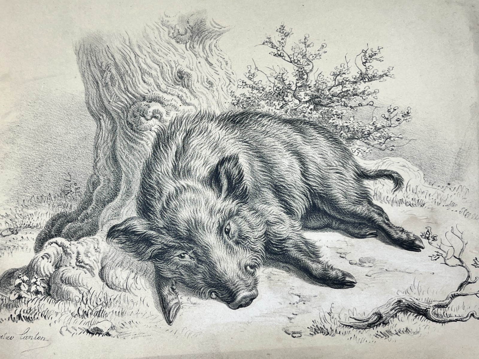 Wild Boar Antique Print Lithograph Gustav Jakob Canton 1800s Victorian 10x8\ Wild Boar Antique Print Lithograph Gustav Jakob Canton 1800s Victorian 10x8\