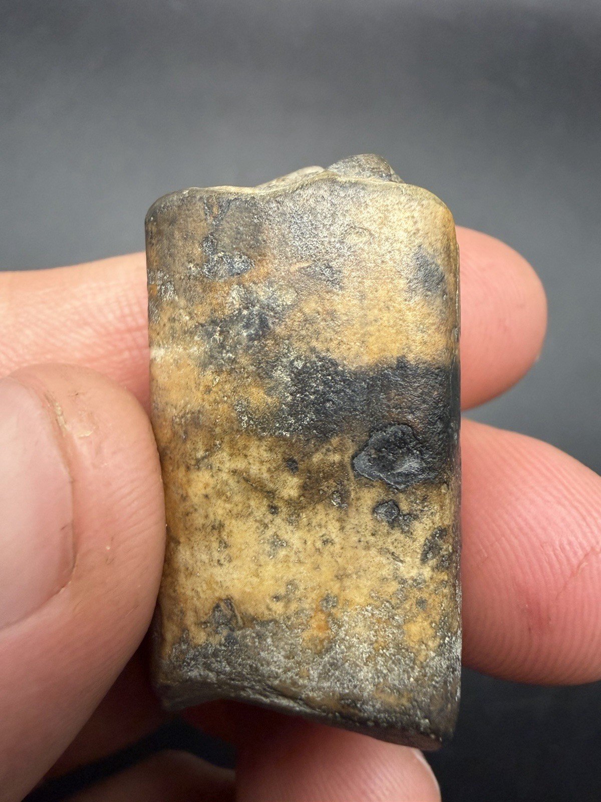 Colorful Fossil Sloth Tooth Southwest Florida Ice Age Fossil Colorful Fossil Sloth Tooth Southwest Florida Ice Age Fossil