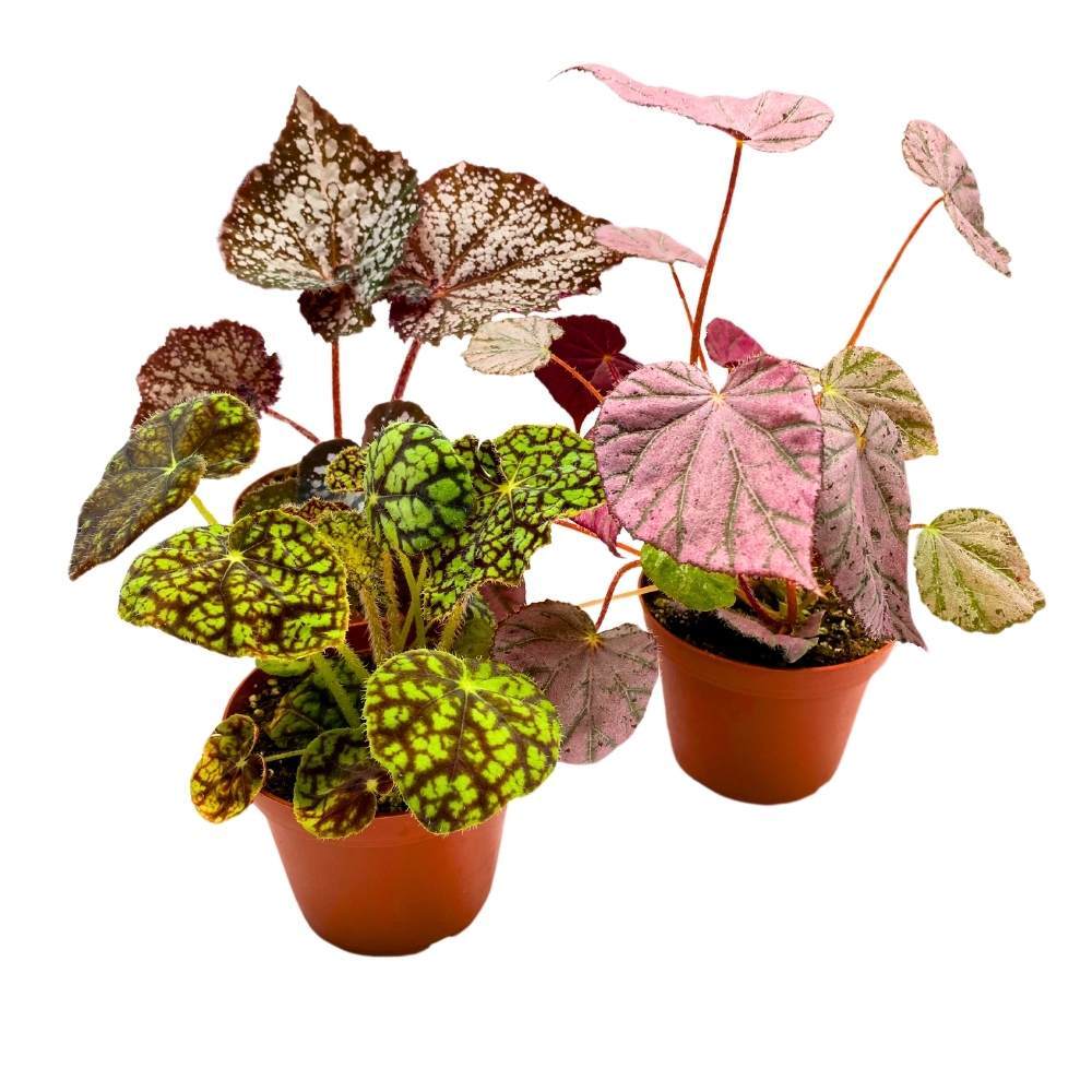 Harmony\'s Rhizomatous Begonia Assortment, 4 inch 3 Different Rhizo Begonias