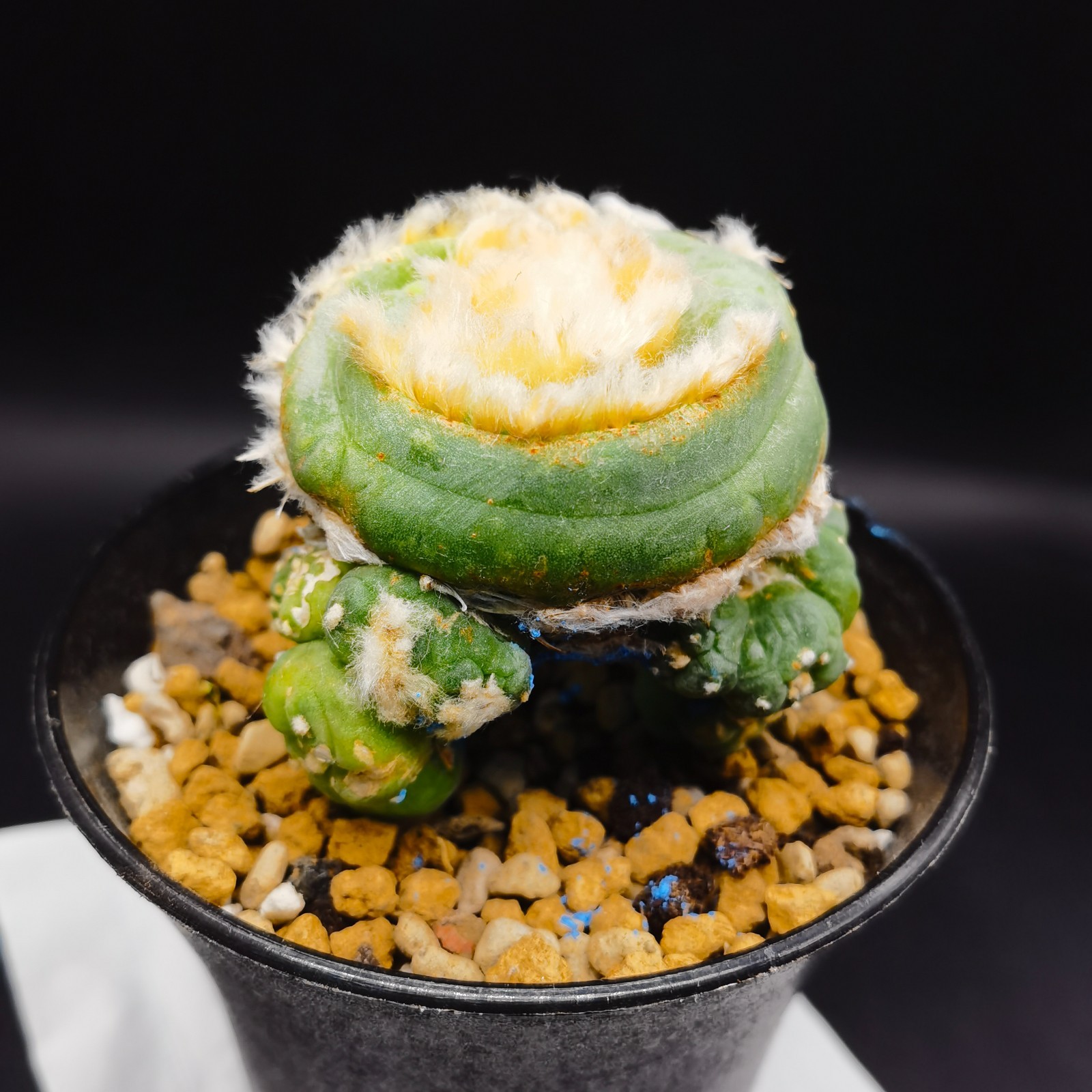 random---------Copiapoa cinerea/Astrophytum myriostigma/cactus/Home Garden
