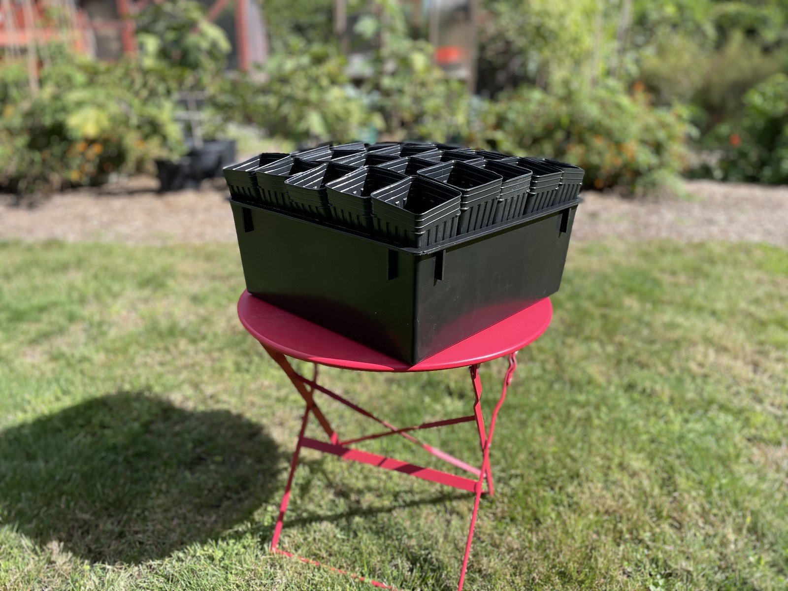 Treepot Tray and (25) 3