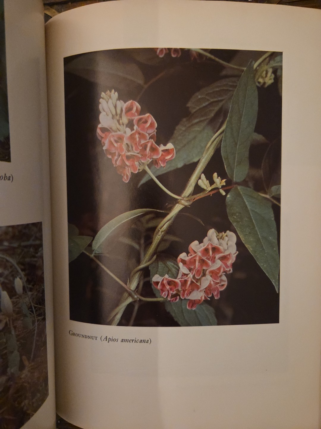 Vtg 1968 Pioneering with Wildflowers Book George D. Aiken B&W Color Photography Vtg 1968 Pioneering with Wildflowers Book George D. Aiken B&W Color Photography