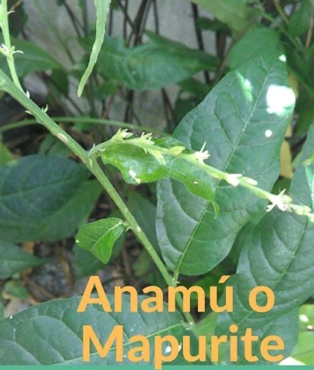 Anamu