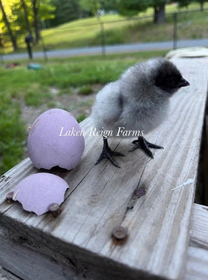 6 Blooms & Speckles Rainbow Hatching Eggs chance for Fibro Npip/ai