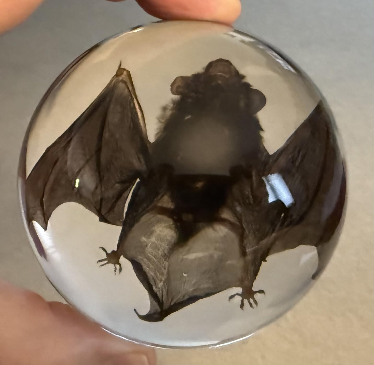 Real Bat In Round Resin Block Oddities Halloween Weird Strange Mystical Science