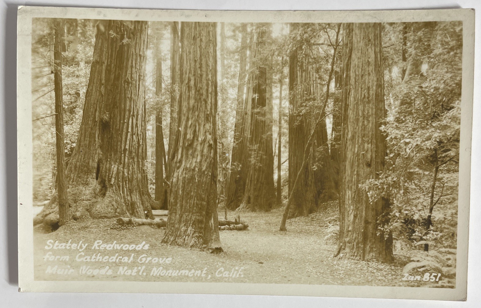 1936 RPPC Muir Woods Nat’l Monument California Redwoods Cathedral Grove 1936 RPPC Muir Woods Nat’l Monument California Redwoods Cathedral Grove