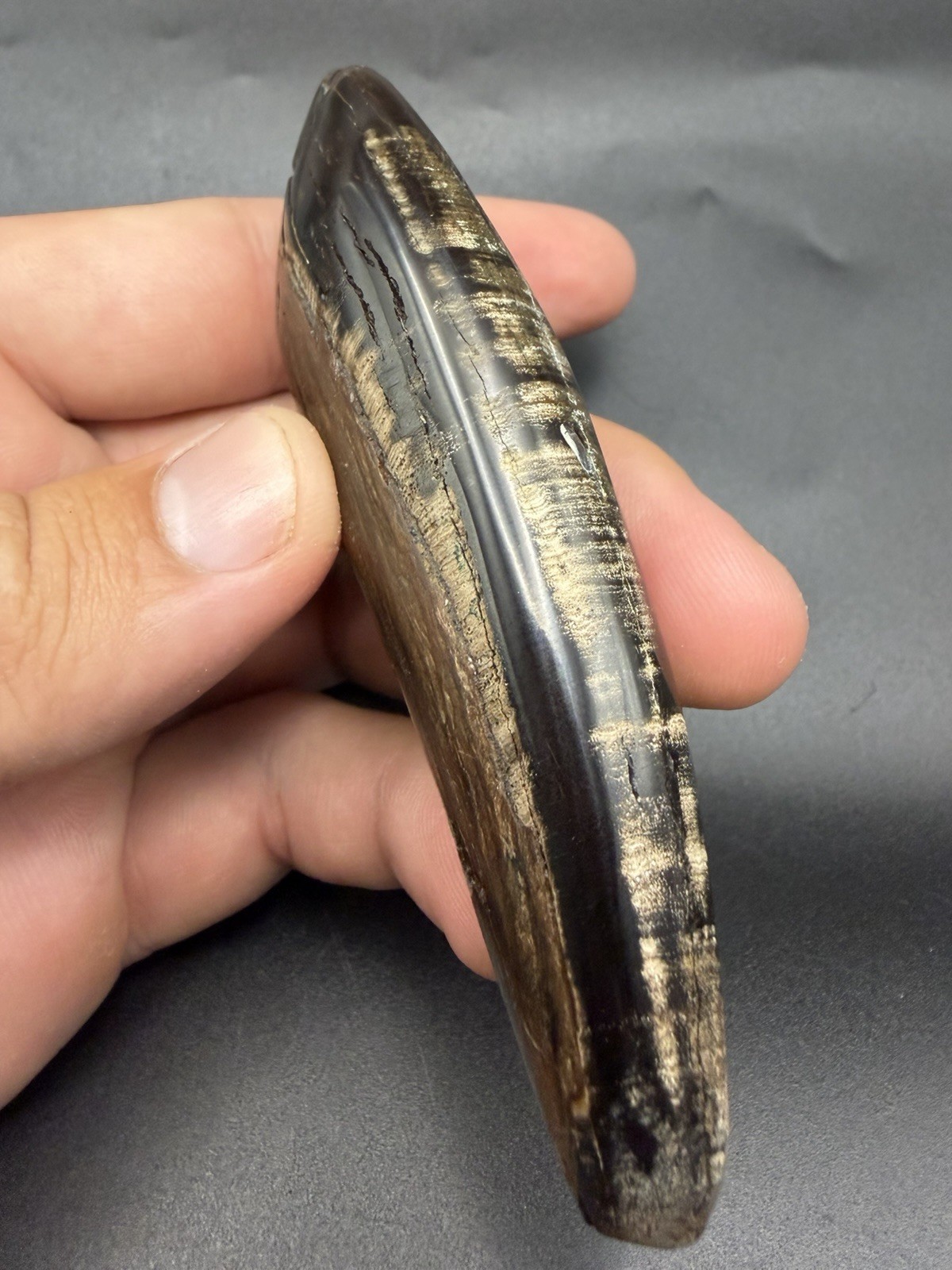 COLORFUL FOSSIL SPERM CETACEAN TOOTH BEAUTIFULLY POLISHED 4”