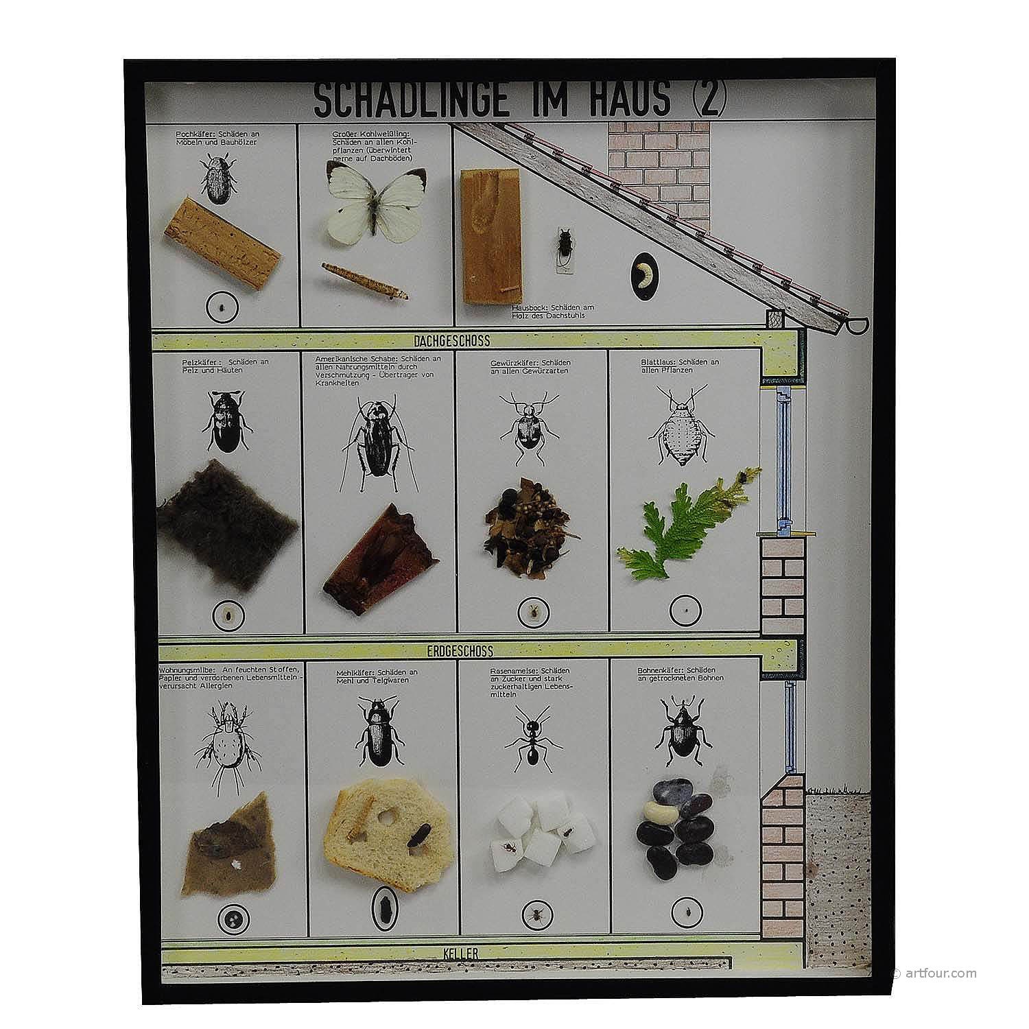 Great Vintage School Teaching Display of Household pests