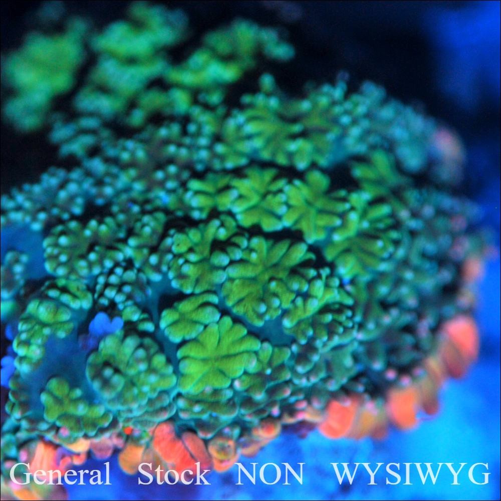 Corals of Eden NON WYSIWYG Live Coral Frag~ Frankenstein Bounce Mushroom .5\'\'
