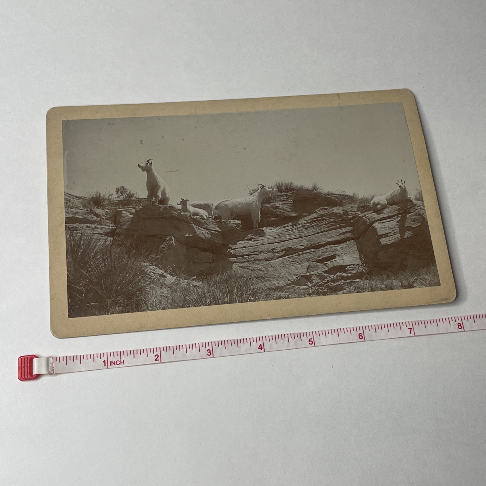 1880s WH Jackson Cabinet Card Rocky Mountain Goats Photo Denver CO Vintage
