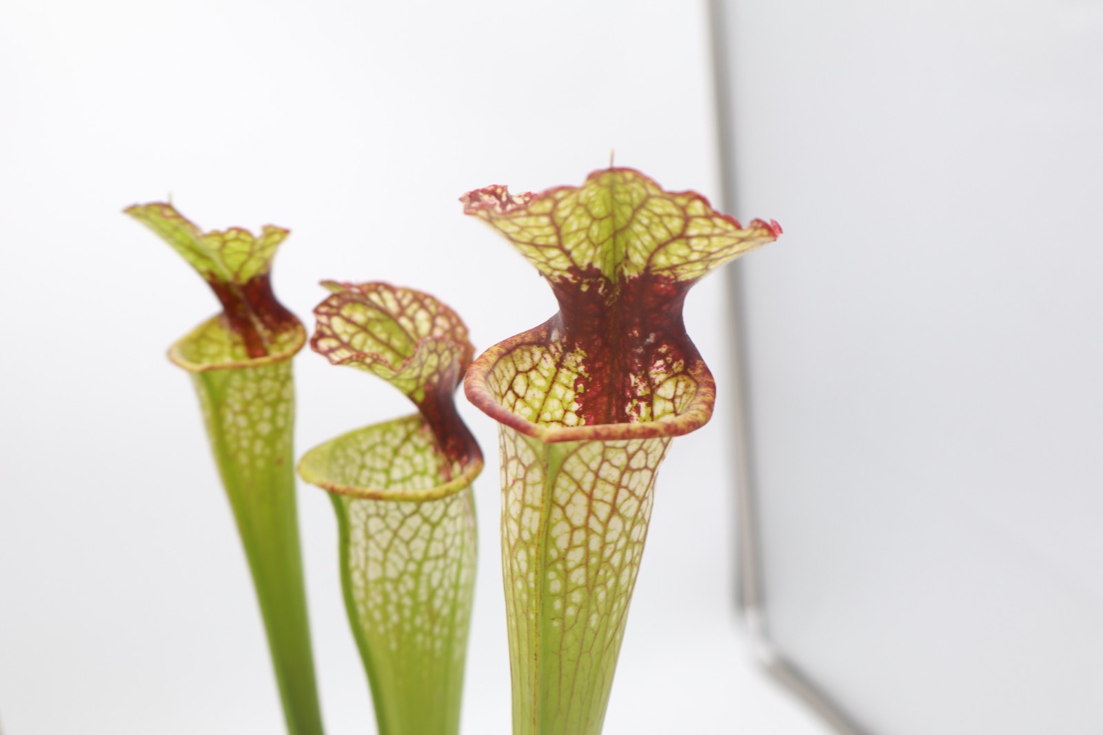 Sarracenia - (Leucophylla x Moorei) x Lunchbox