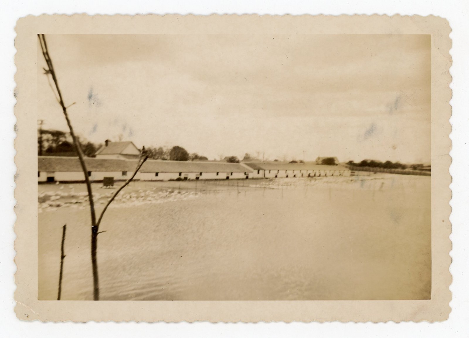 Vintage 1949 Long Island Duck Farm Photo Poultry Barns Farming Snapshot NY