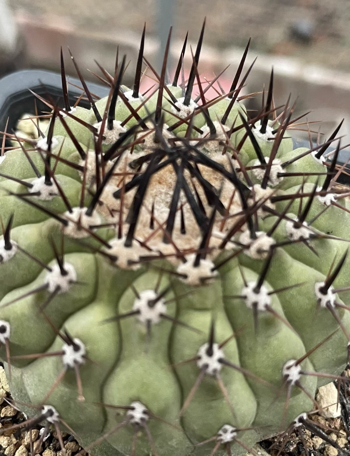 1pc 6cm RareSucculent  Copiapoa cinerea  Self Rooted Own RootedWYSIWYG
