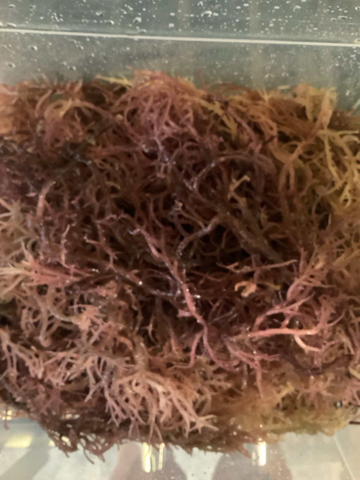 Wildcrafted Purple Sea Moss Zanzibar - Tanzania, SunDried 92 minerals superfood Wildcrafted Purple Sea Moss Zanzibar - Tanzania, SunDried 92 minerals superfood
