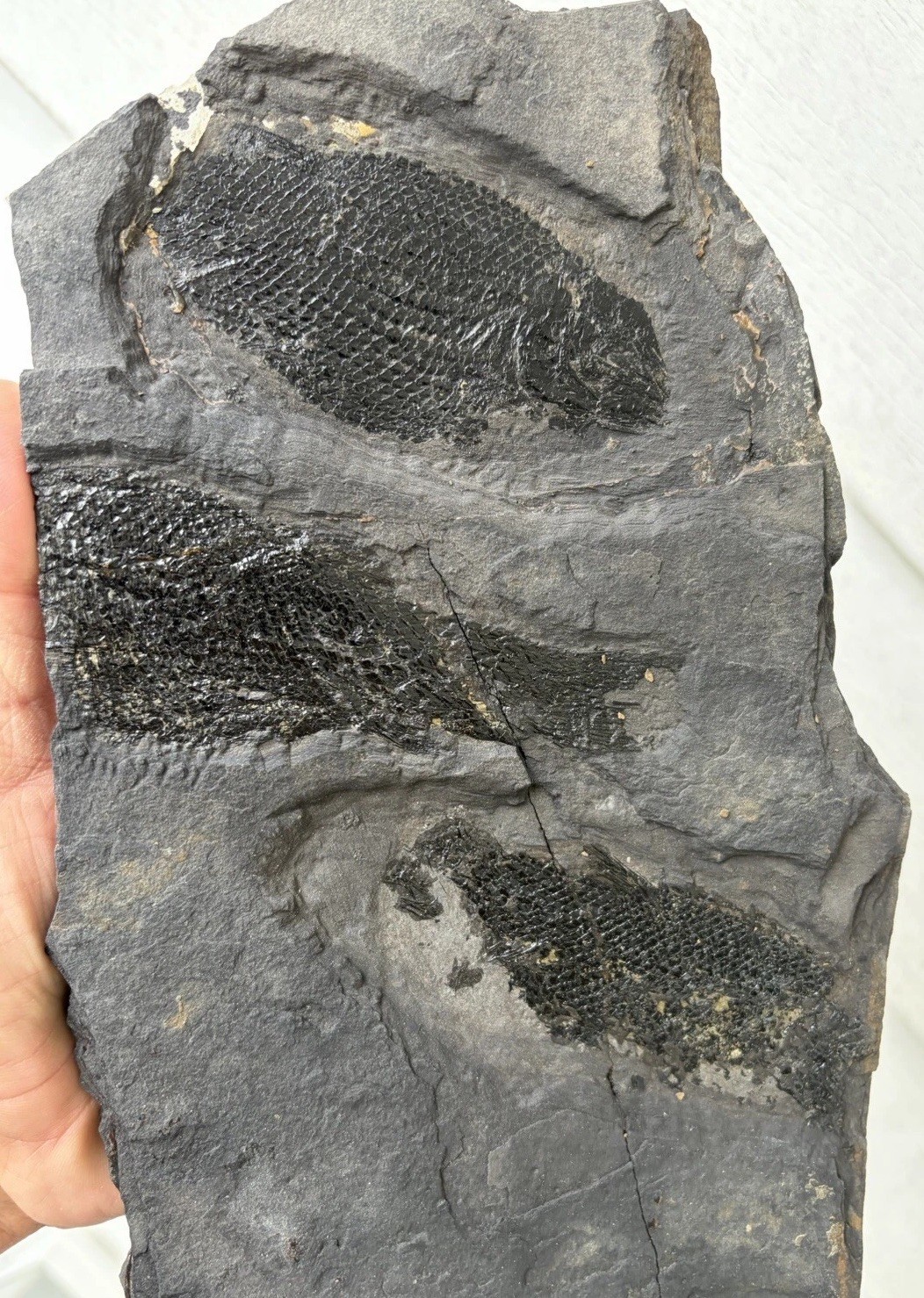 Wonderful Rare Mortality Plate Of Jurassic Dinosaur Age Fish Fossils Semionotus Wonderful Rare Mortality Plate Of Jurassic Dinosaur Age Fish Fossils Semionotus