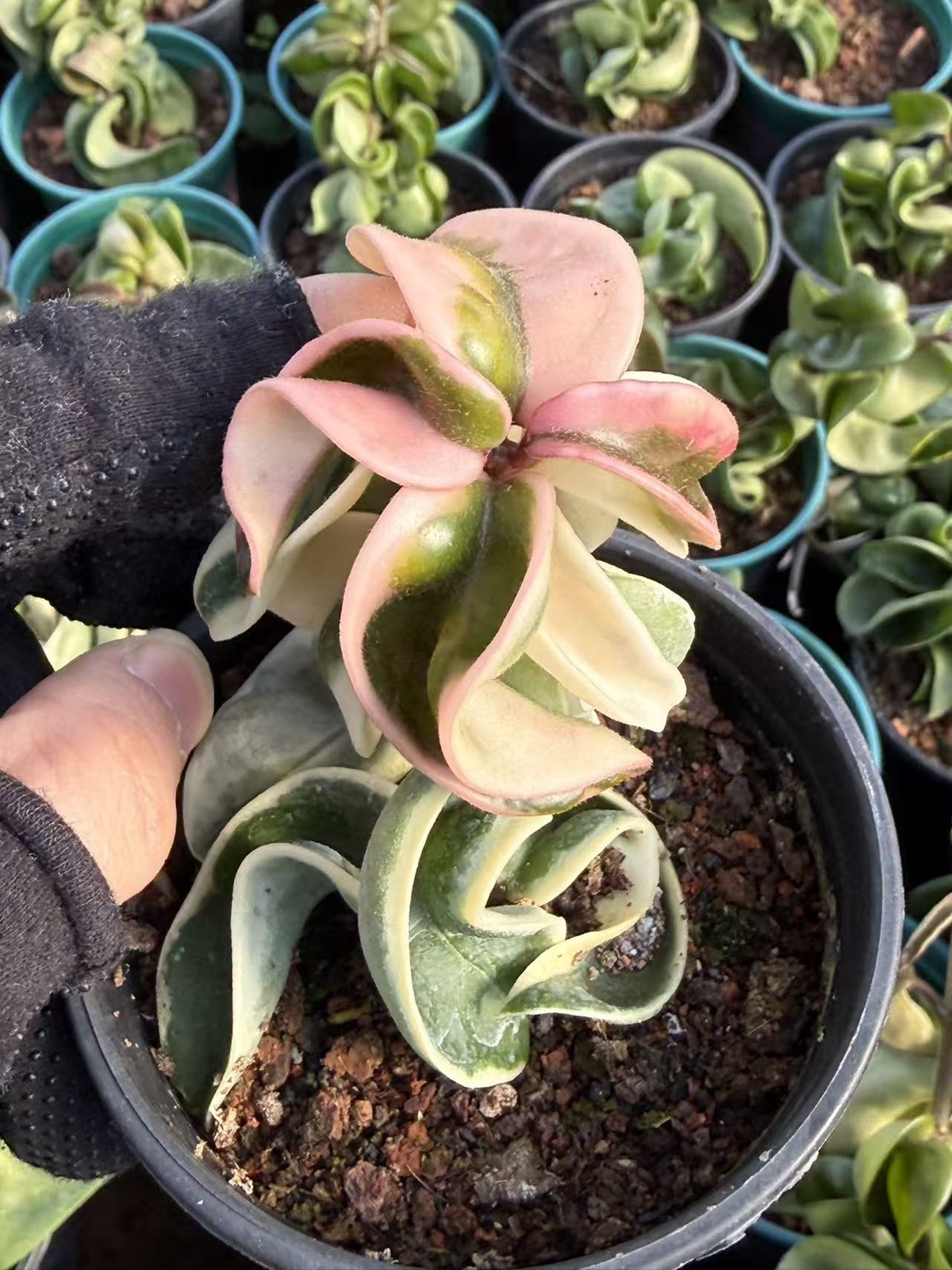 Succulent Plant Rolled leaf Hoya carnosa (L. f.) R. Br. Variegated  6-10CM