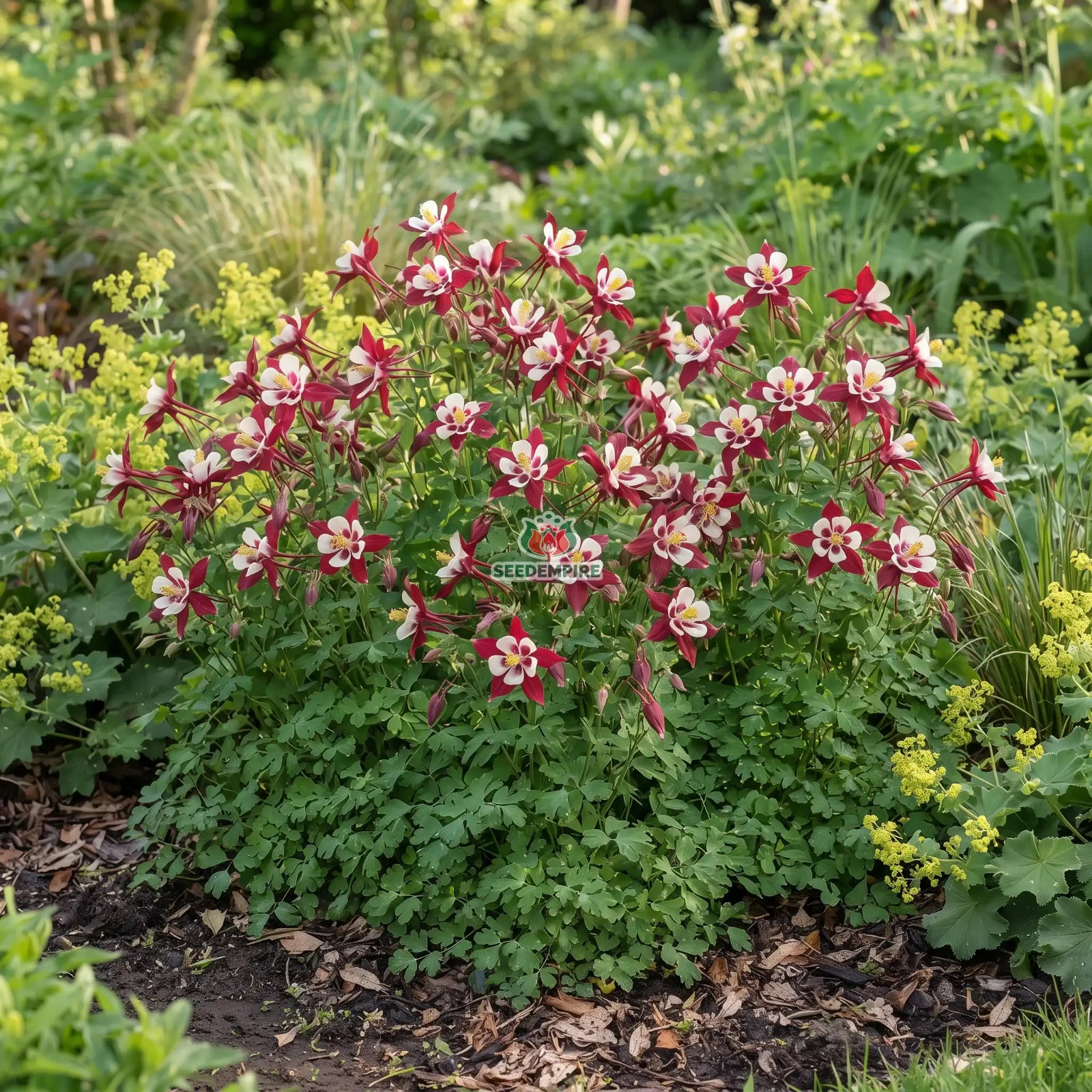 COLUMBINE CRIMSON STAR Aquilegia Caerulea - 255 Bulk Seeds
