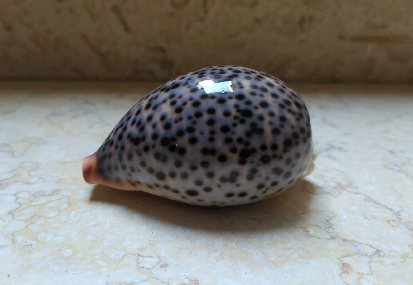 F Cypraea pantherina very great gray COLOR 78mm F+++ super natural glossy