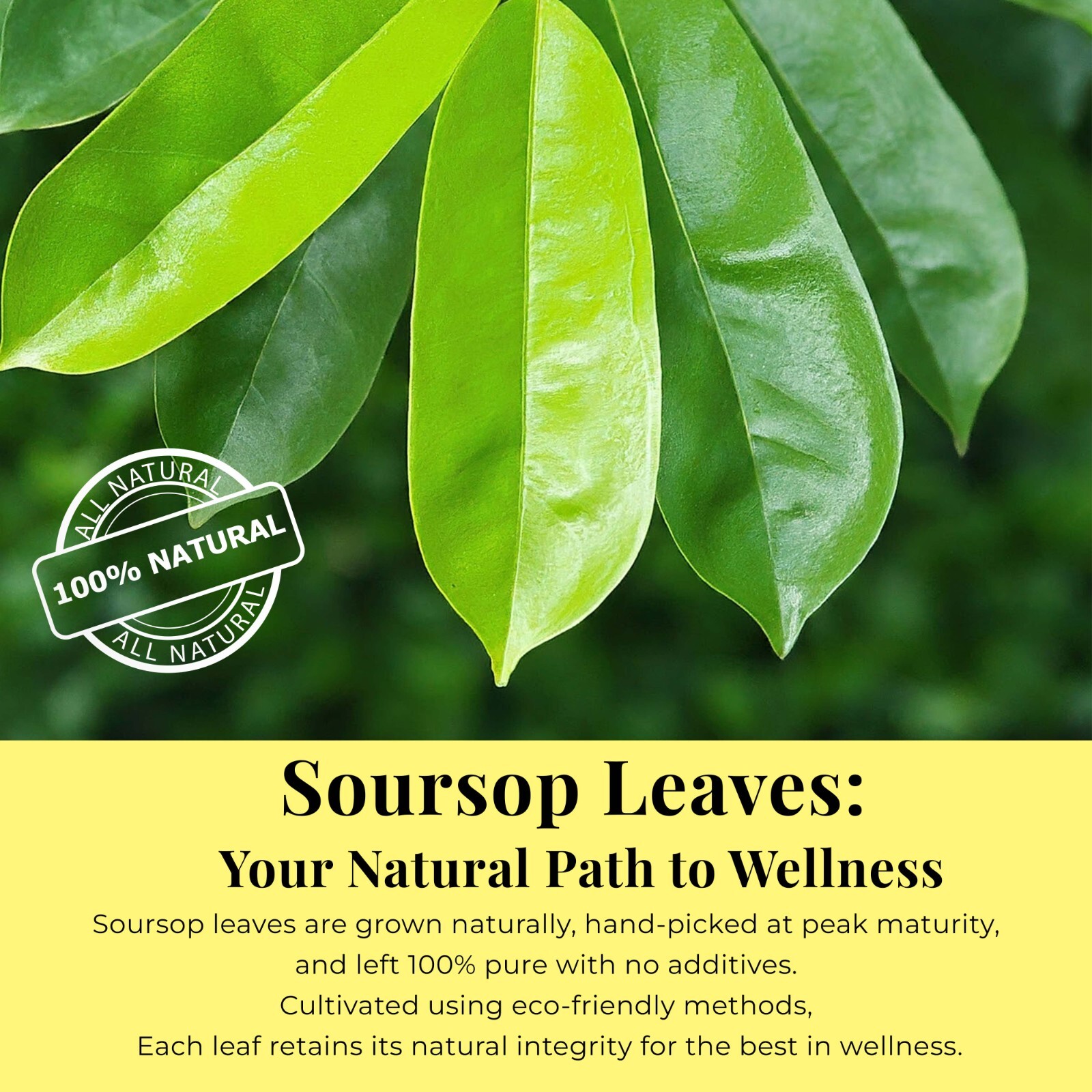 Dried Soursop Leaves, Natural Soursop Graviola Leaves, Hojas De Guanabana 2.6 Oz
