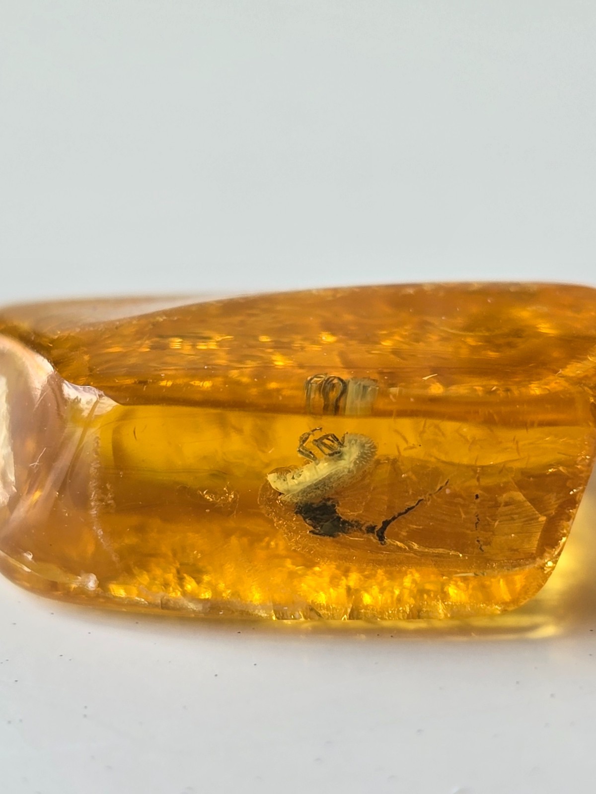 Genuine Baltic Amber with Rare Prehistoric Beetle Larva Inclusion (40-50 Million