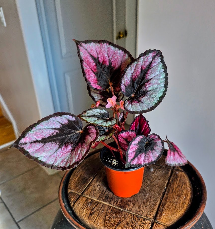 Rex Begonia Painted Leaf Live Plant Pink Silver Burgundy Foliage 4\