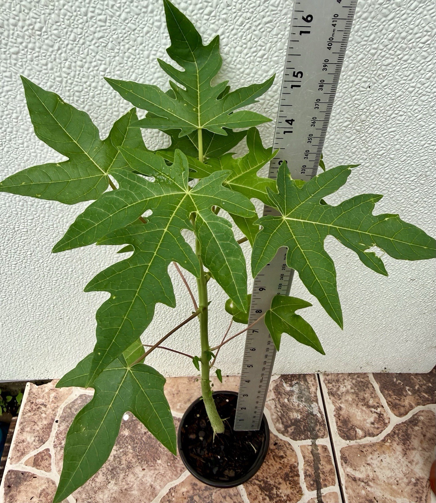 1- Dwarf Solo Hawaiian Papaya Fruit Tree 12-14\