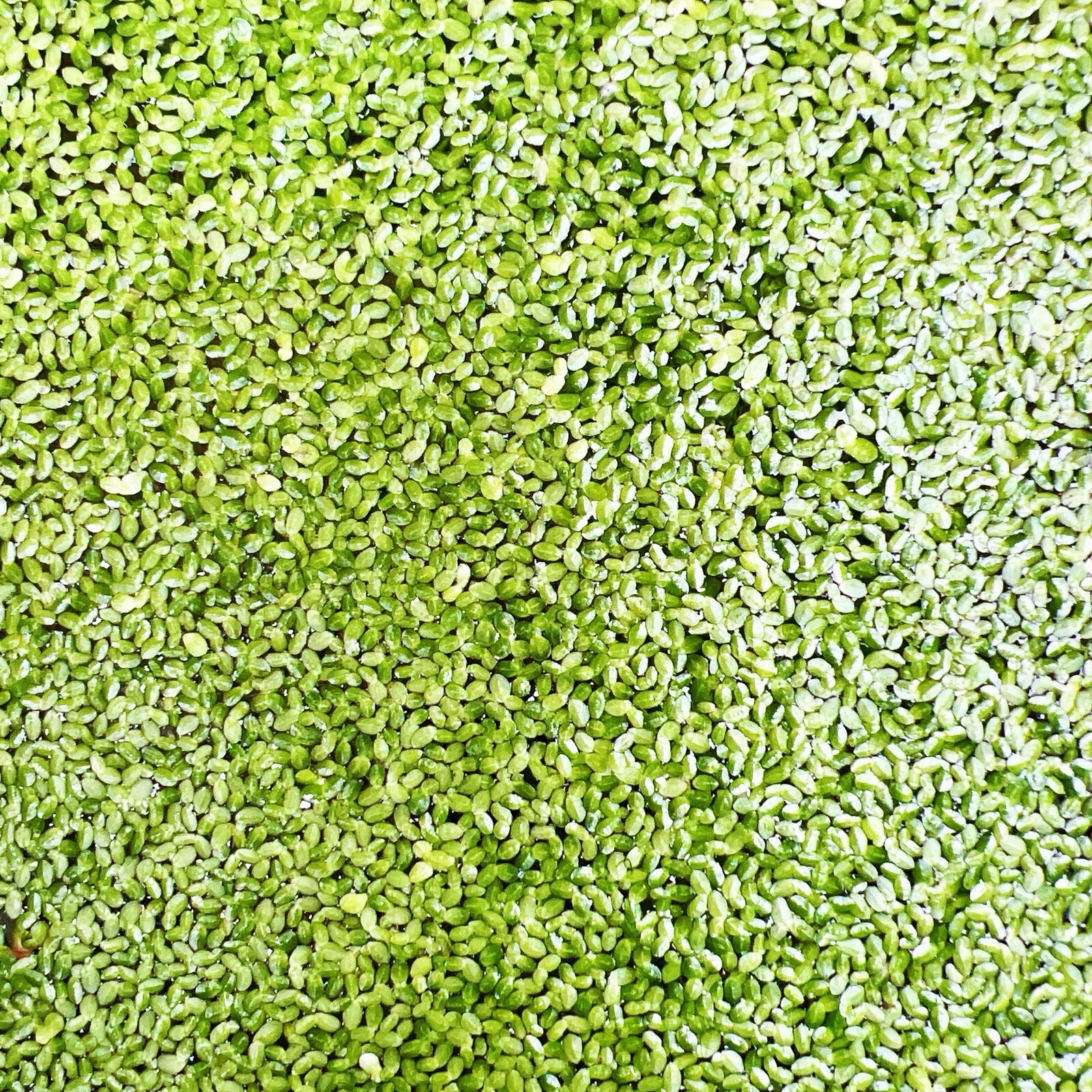2000+ duckweed indoor grown live organic aquarium  BUY2GET 1 FREE