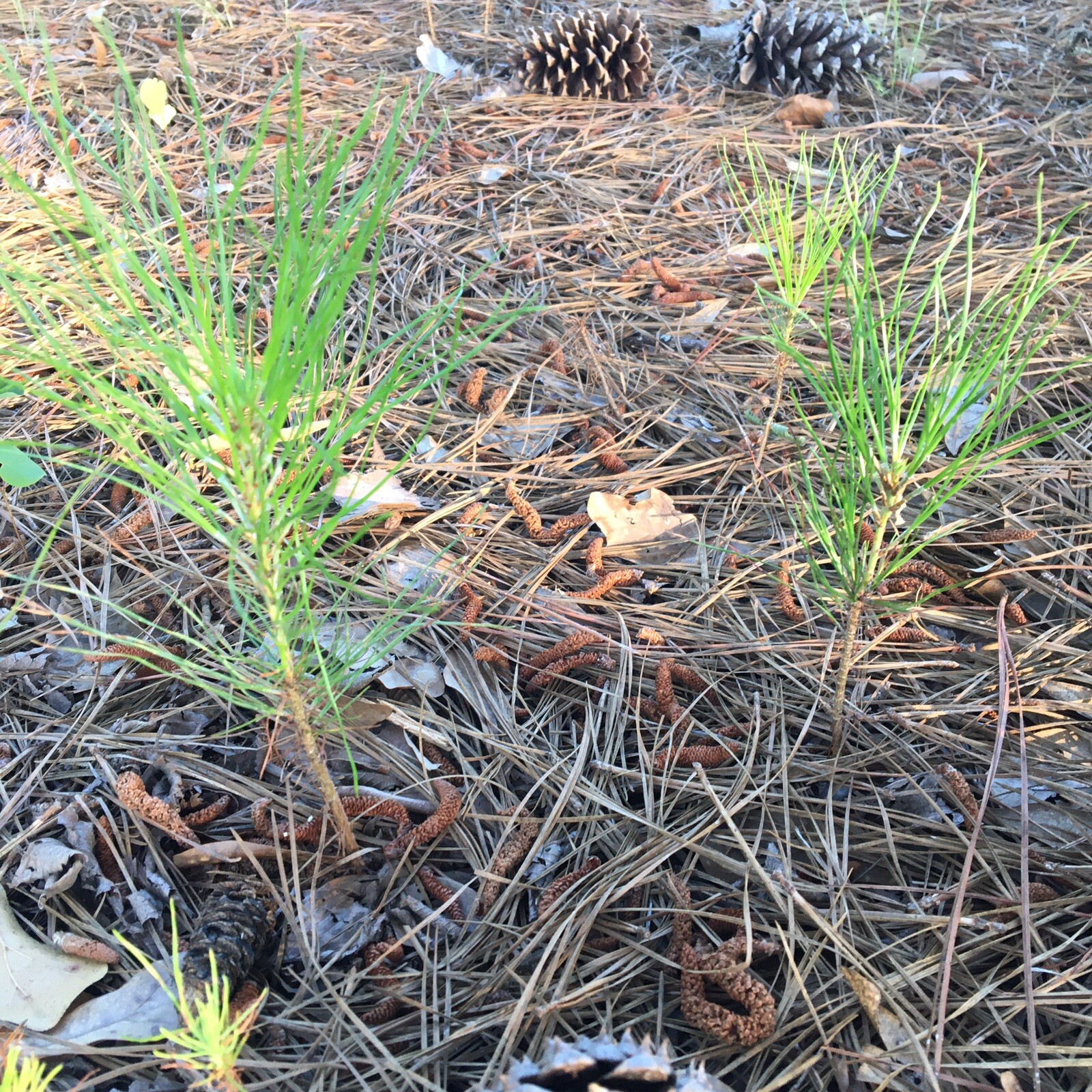 15 loblolly pine trees seedlings wild grown 8-12\