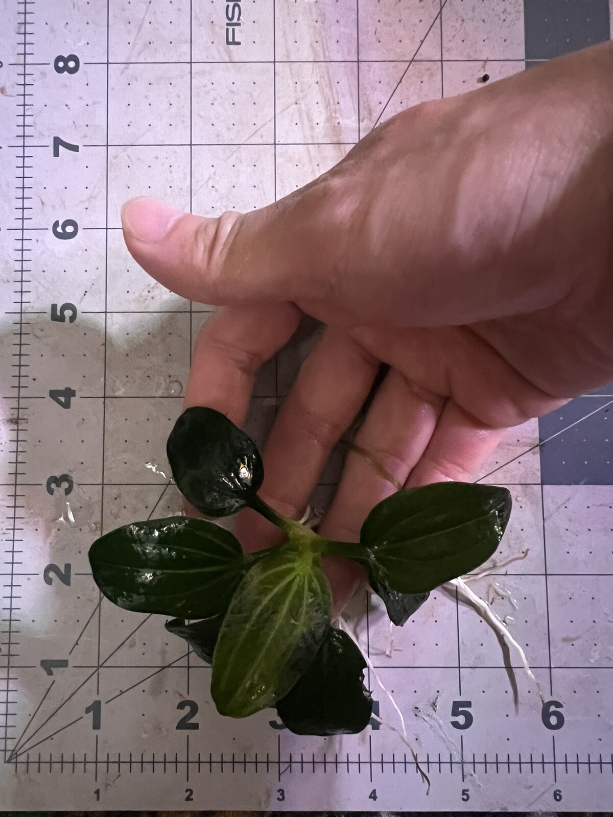 x1 Echinodorus Iguazu 2009 Sword