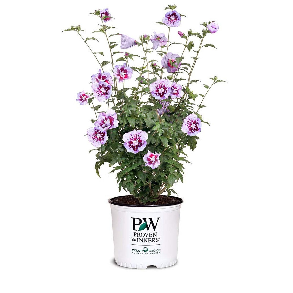 Proven Winners 2 Gal. Purple Pillar Rose of Sharon (Hibiscus) Shrub