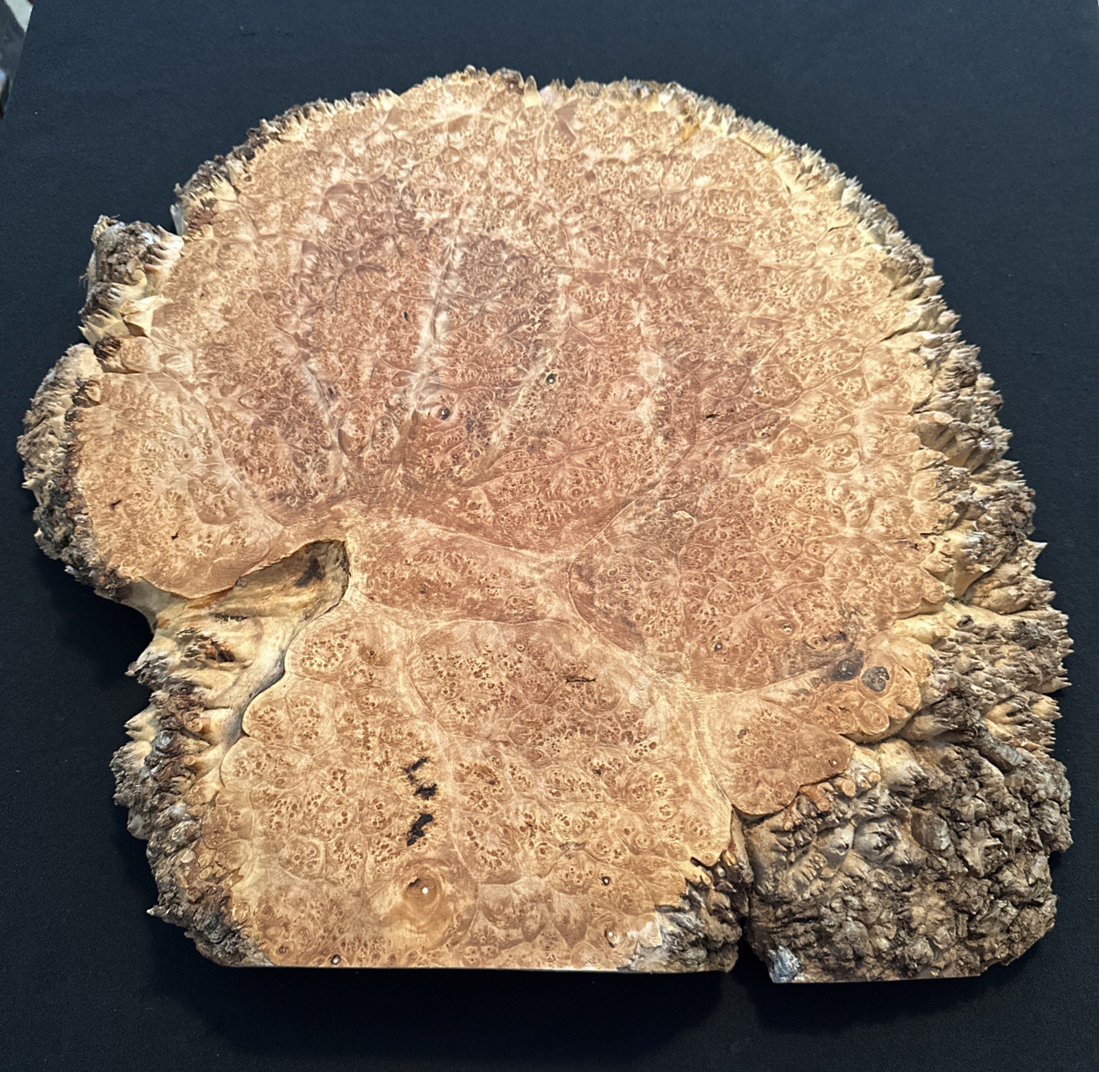 5A Lace Maple Burl, Live Edge, 17” Long, 17” Wide, 1 7/8” Thick, Dry