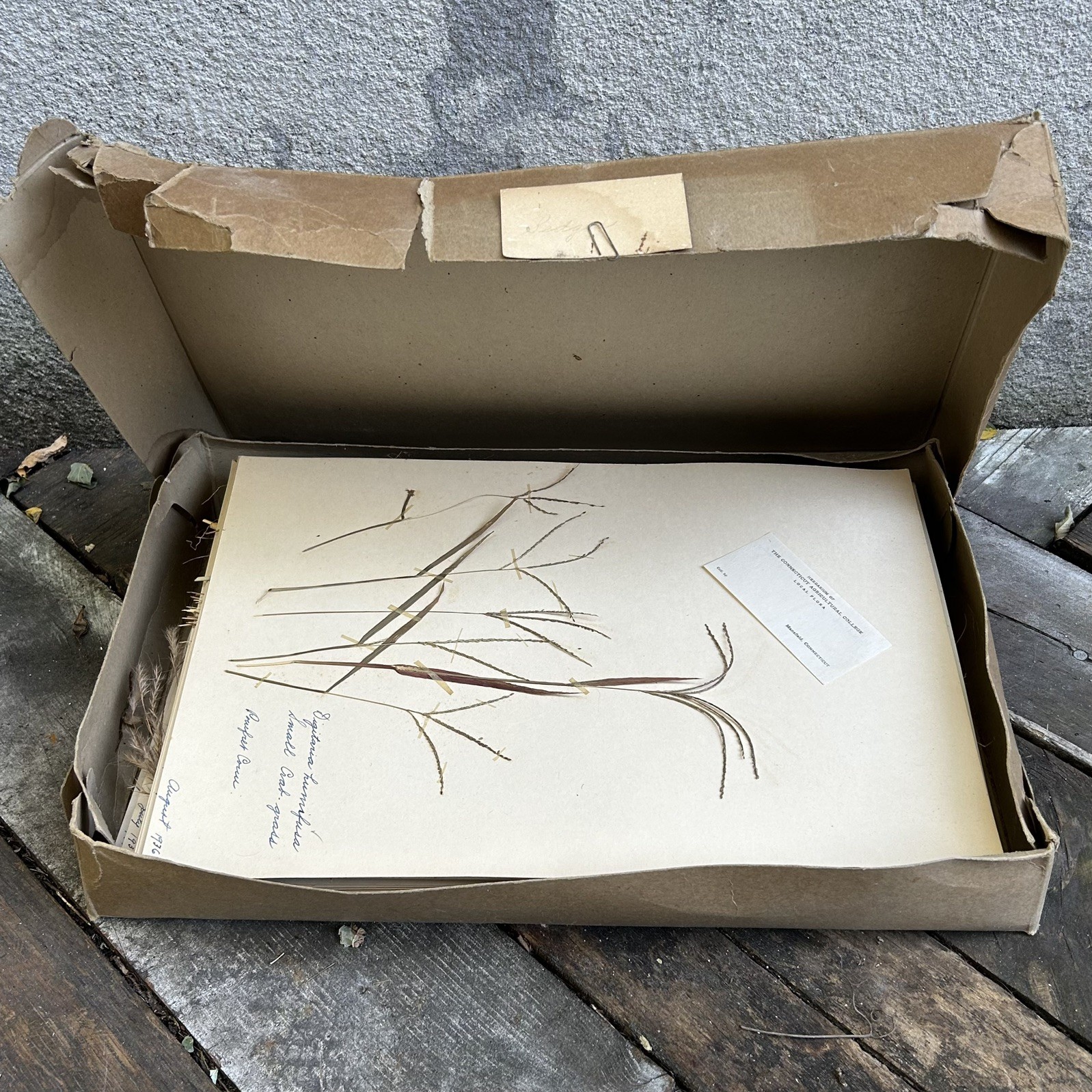 Herbarium Box of 45 Sedge Specimens 1935-1939 Connecticut Agricultural College 