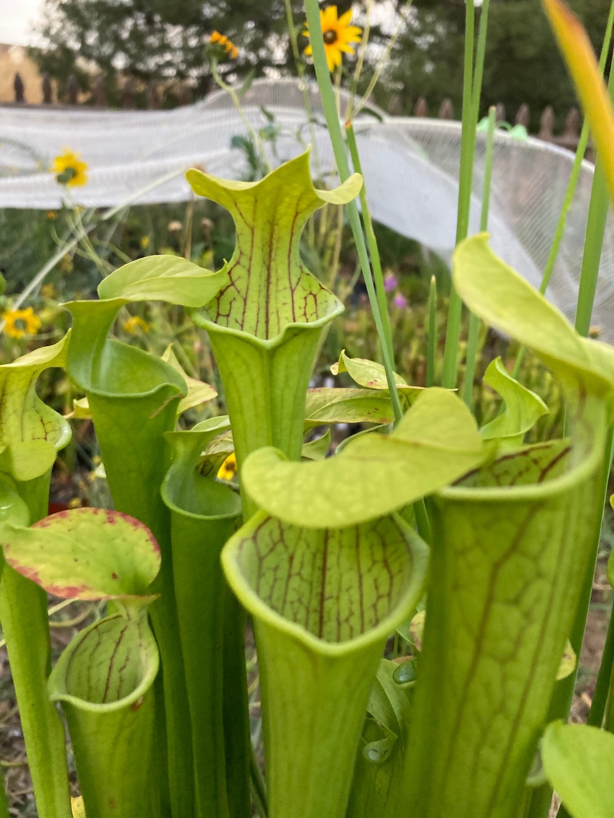 Sarracenia oreophila x leucophylla \'HCW\', HC B Carnivorous Pitcher Plant