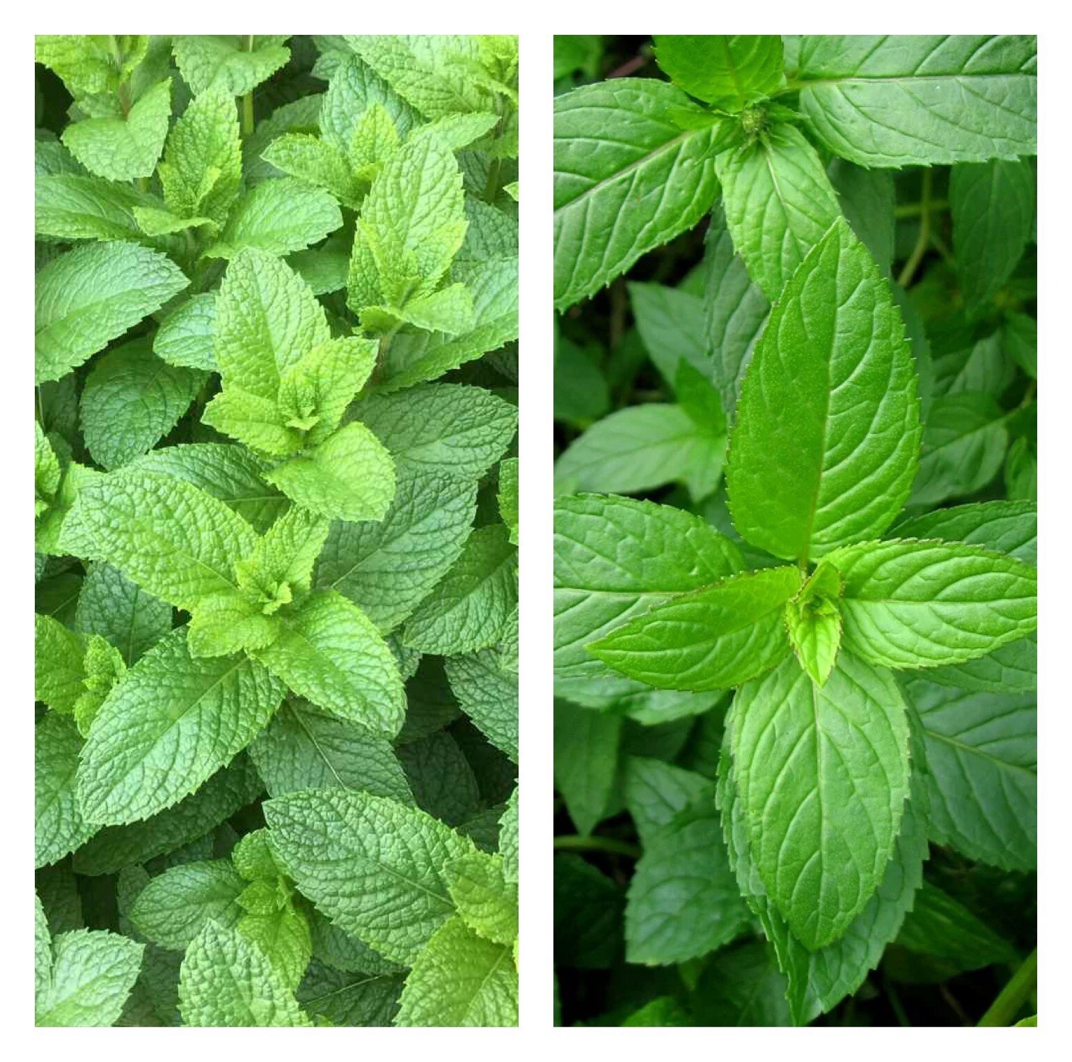 Mixed Mint Seeds 500++ Peppermint + spearmint  herb NON-GMO Heirloom Vegetable 
