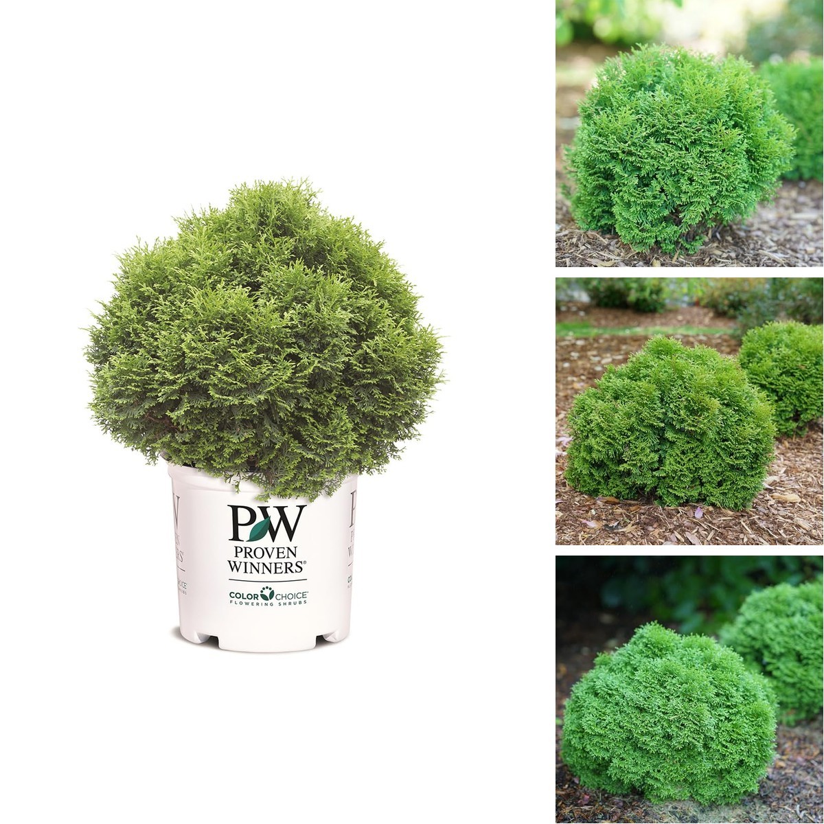 Proven Winners 2 Gal. Tater Tot Arborvitae Shrub