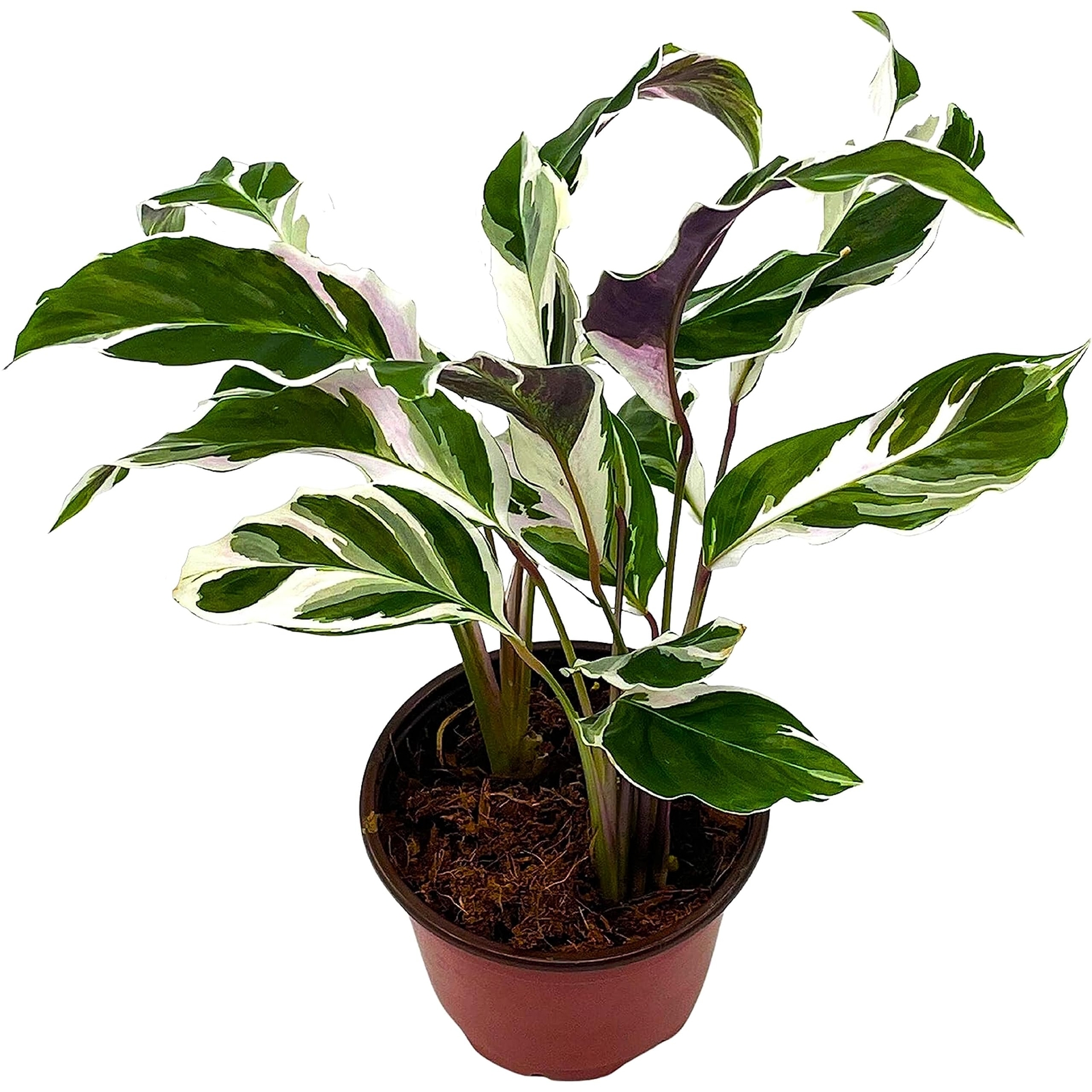 Calathea Stella, 4 inch, Rare Variegated Prayer Plant, Cathedral Plant, Green an Calathea Stella, 4 inch, Rare Variegated Prayer Plant, Cathedral Plant, Green an