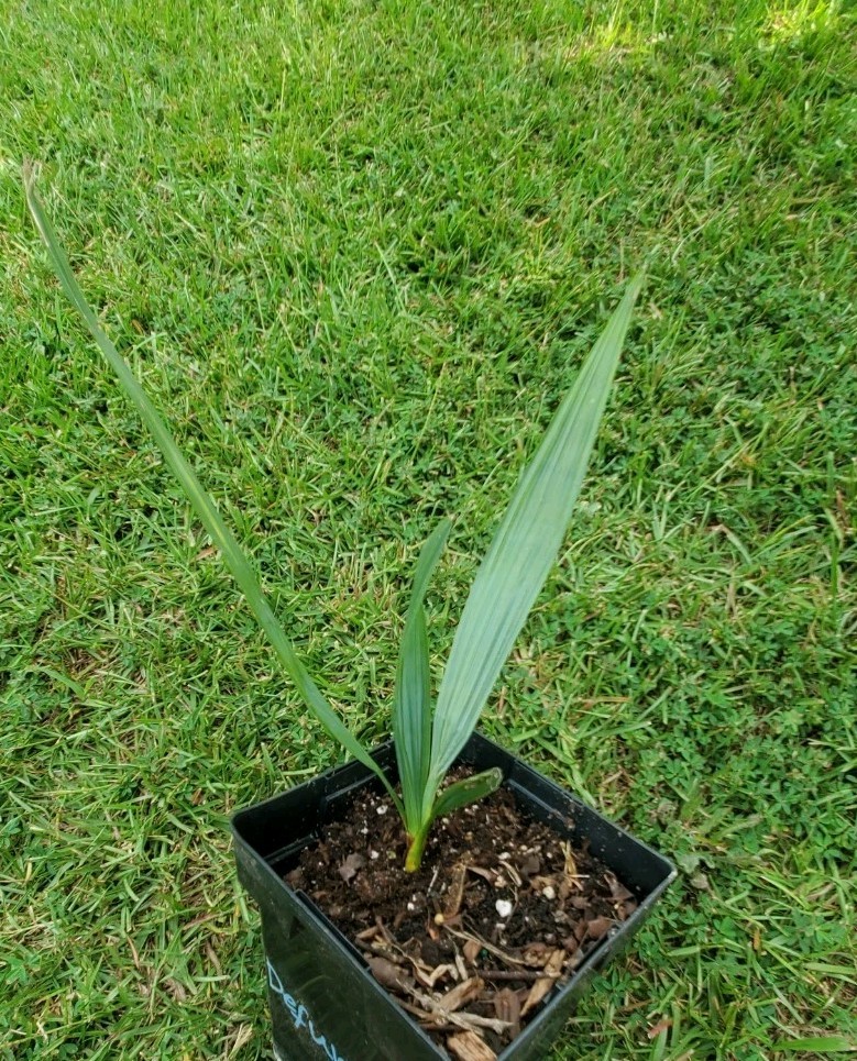 Sabal sp. Defuniak 1 Gallon