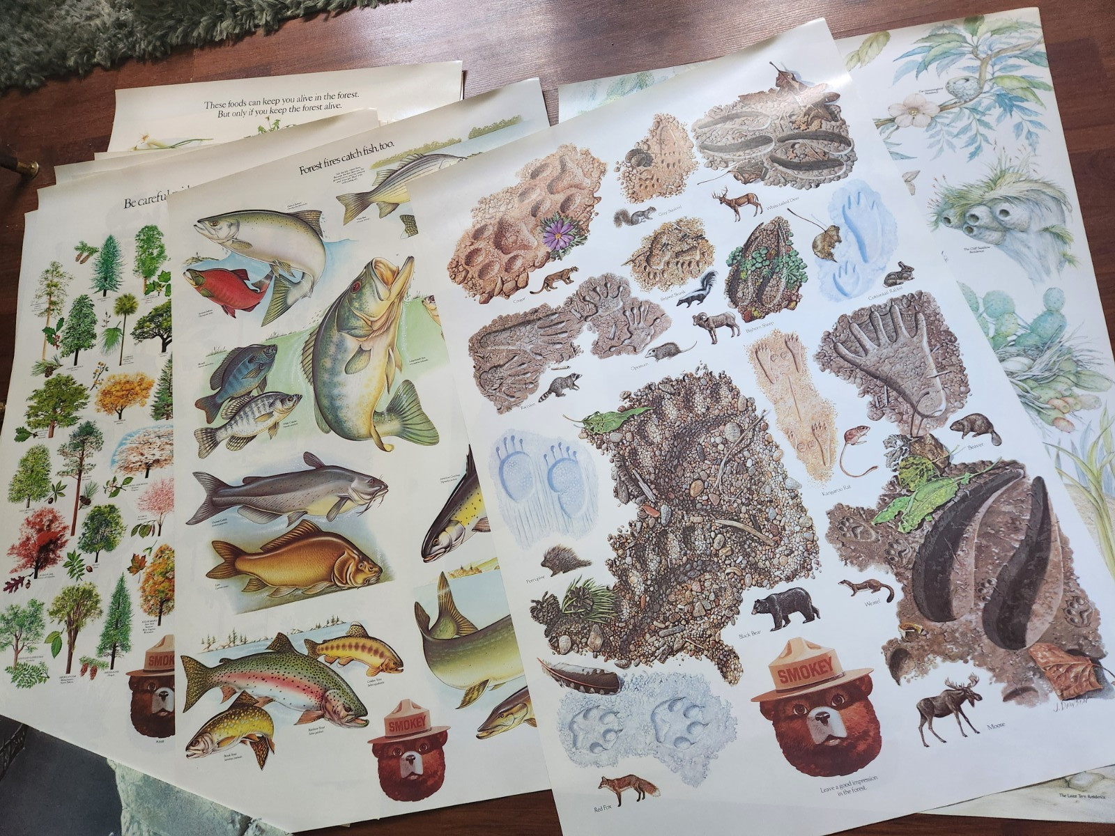 Lot of 14 Vintage Smokey the Bear Educational Posters 1980s US Dept Of Ag 30x20 Lot of 14 Vintage Smokey the Bear Educational Posters 1980s US Dept Of Ag 30x20