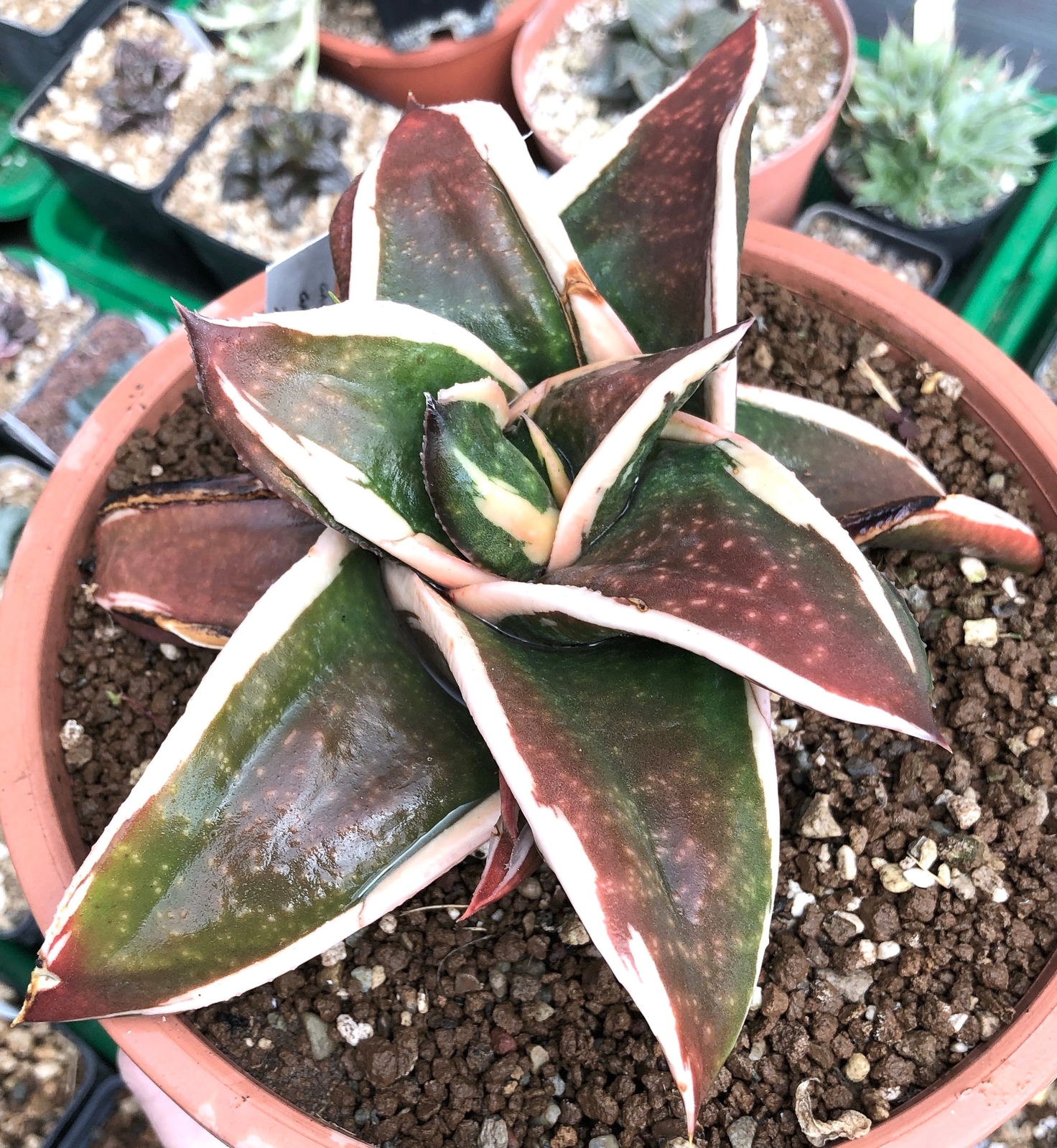 Gasteria cv GAGYU-RYU NISHIKI WHITE VARIEGATED -