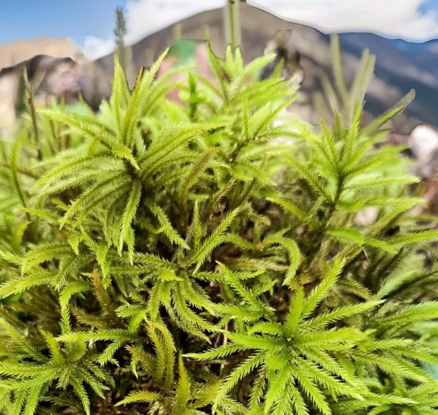 Appalachian Hand-Picked Organic TreeMoss Live Moss forTerrariumOrReptiles🦎Large