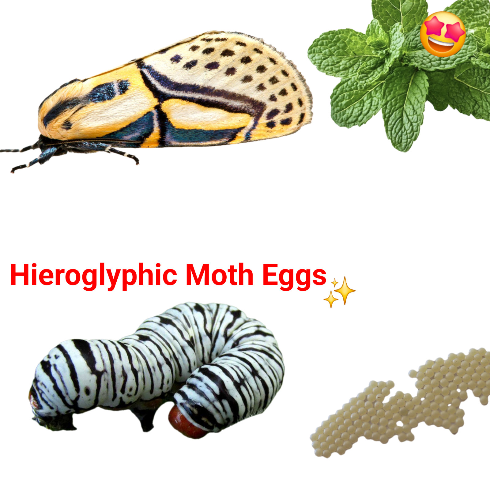 10X Hieroglyphic Moth Eggs ( Diphthera festiva ) Live feeder insect 10X Hieroglyphic Moth Eggs ( Diphthera festiva ) Live feeder insect