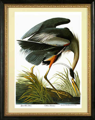 Audubon Great Blue Heron 22x30 Hand Numbered Ltd. Edition Fine Art Print
