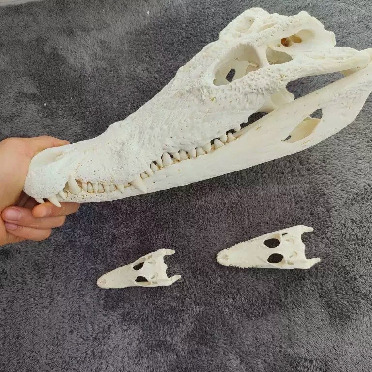 20CM Real Crocodile Head Skull Specimen Skeleton Animal Decor Collect Education