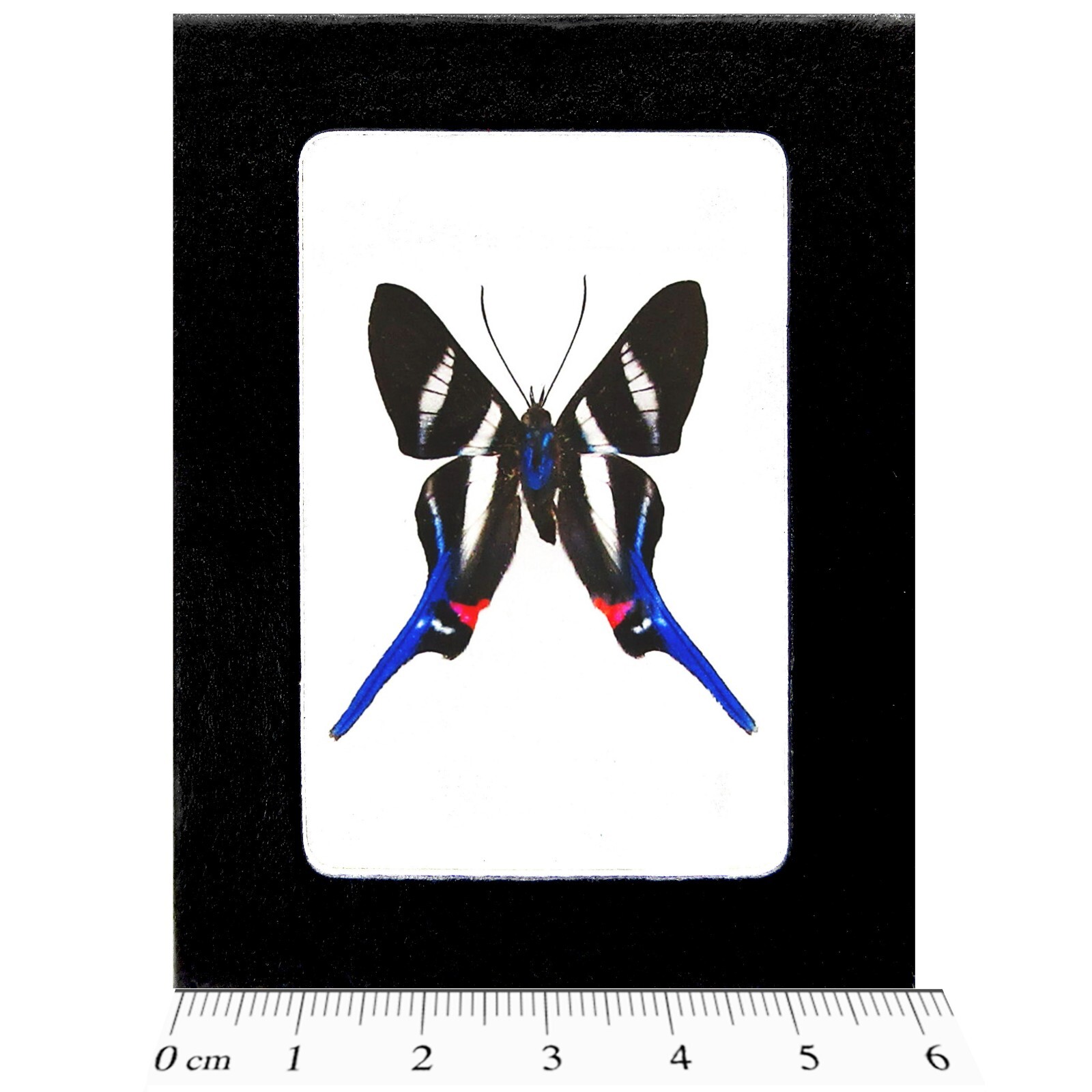 Rhetus arcius blue black white red butterfly Peru FRAMED