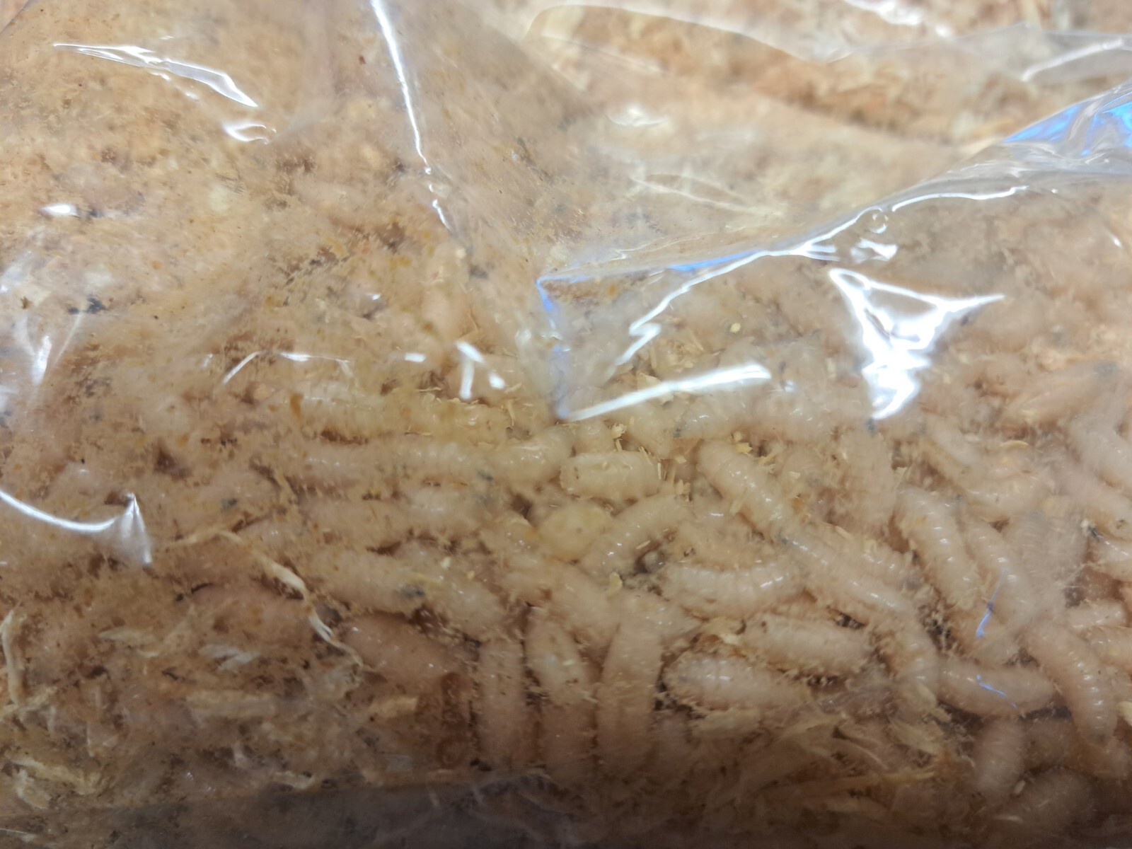 Maggots (Spikes) Maggots (Spikes)