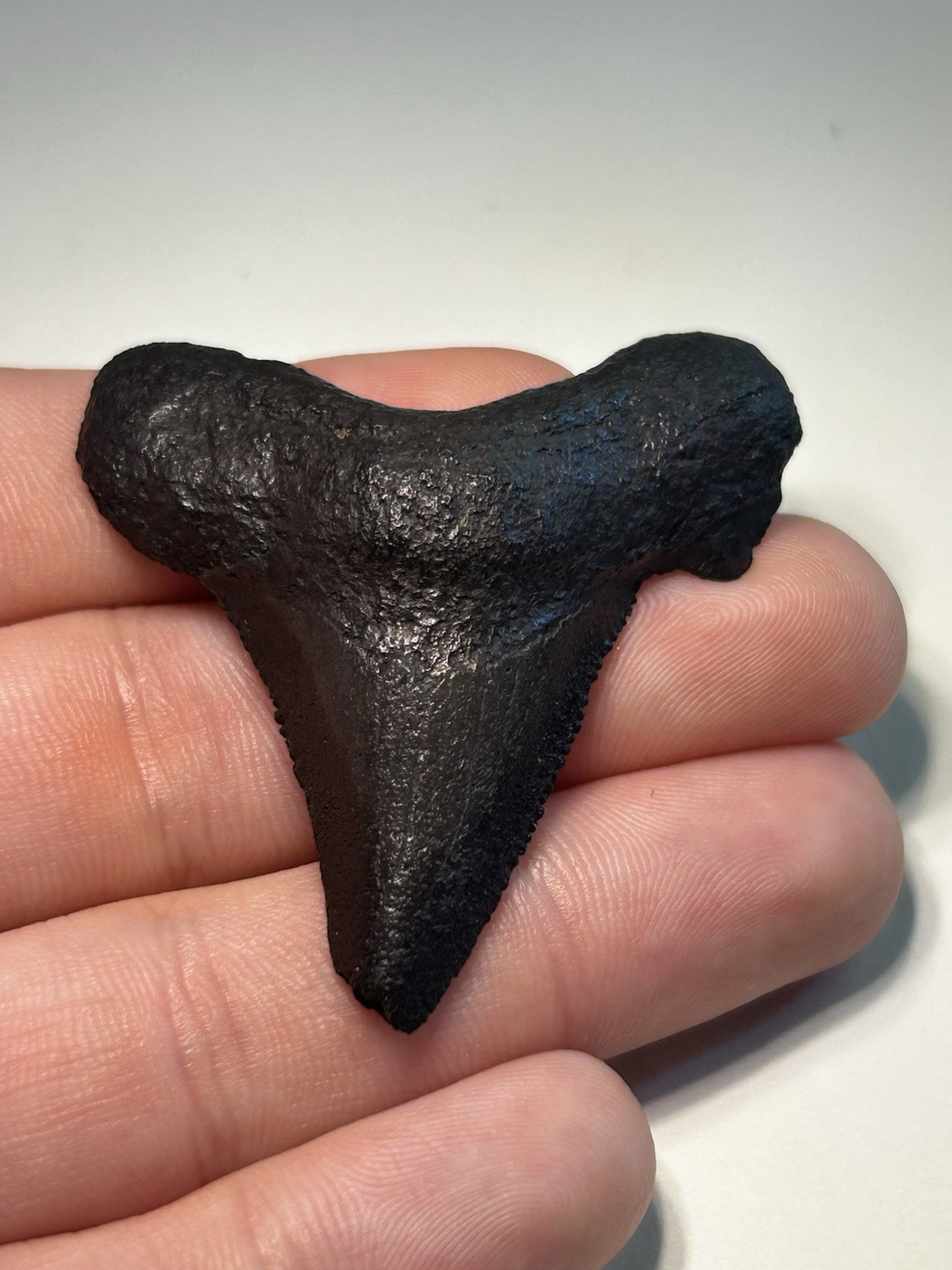 Near 2” Suwannee River Auriculatus Shark Tooth Rare Florida 